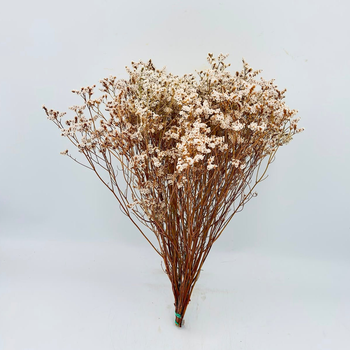 [SECO] Limonium Sinensis Puré Diamond 50cm (x15s)