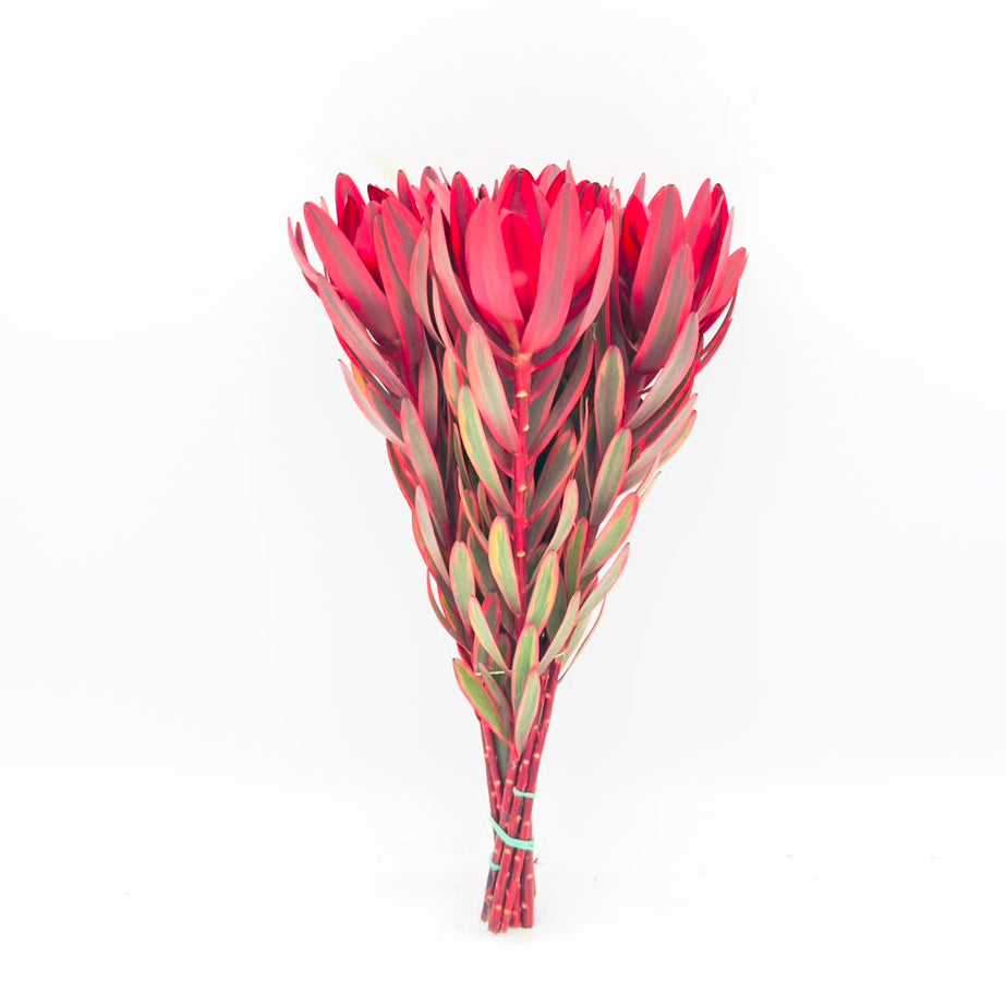 Yester 40cm (x10s)