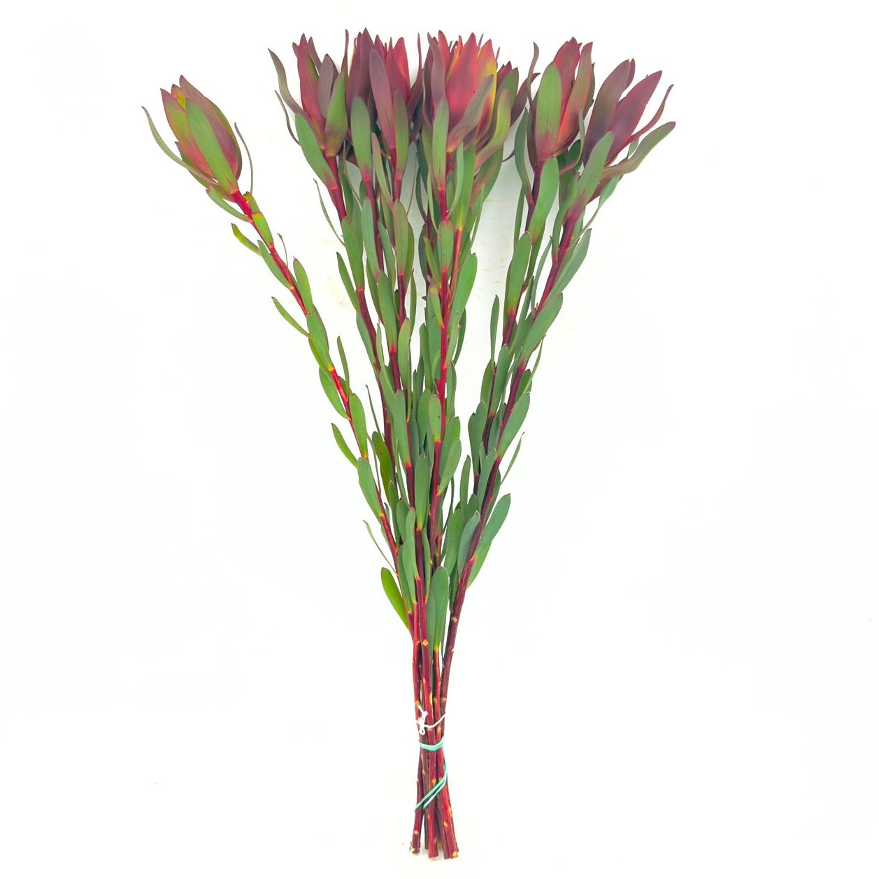 Senorita 40cm (x10s)