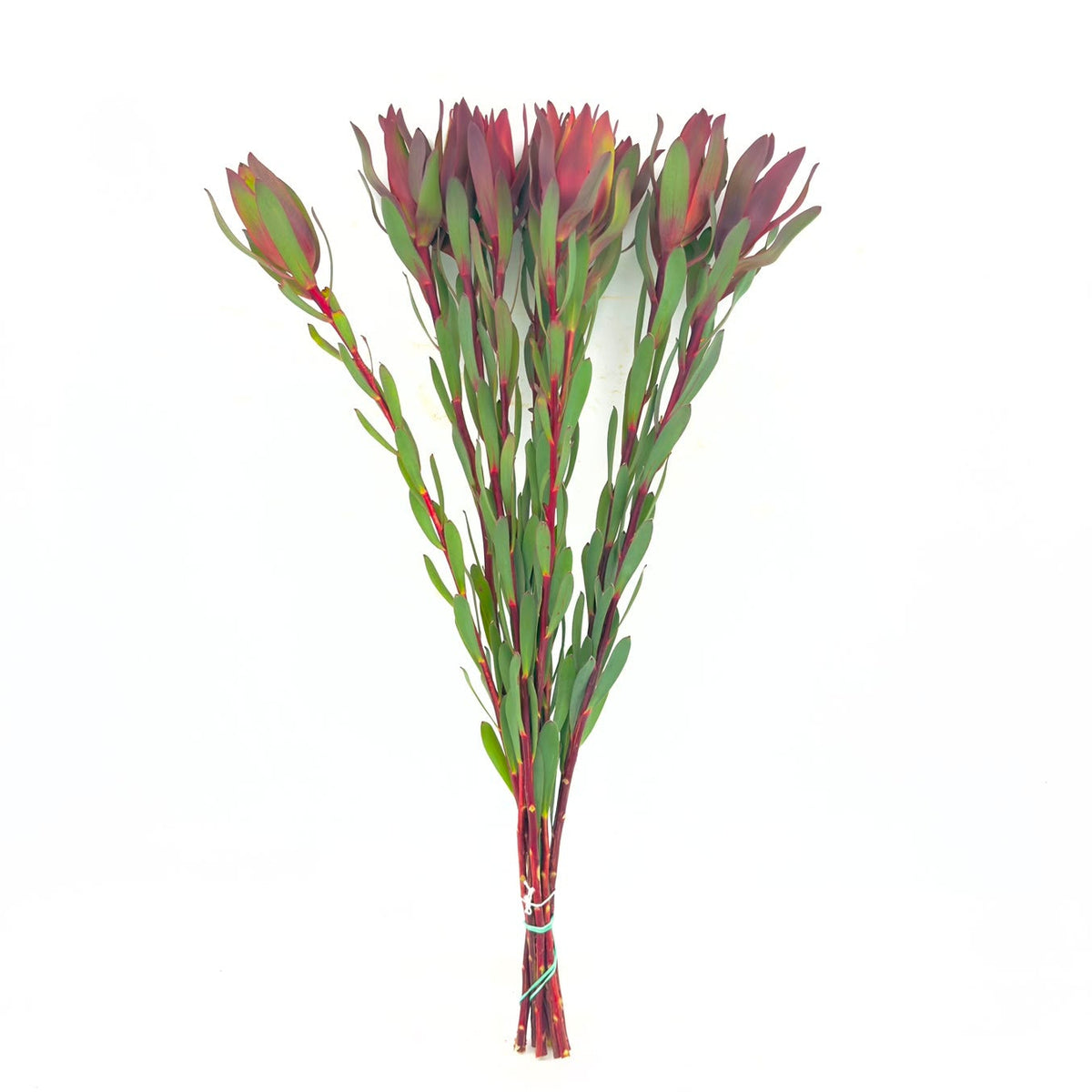 Senorita 60cm (x10s)