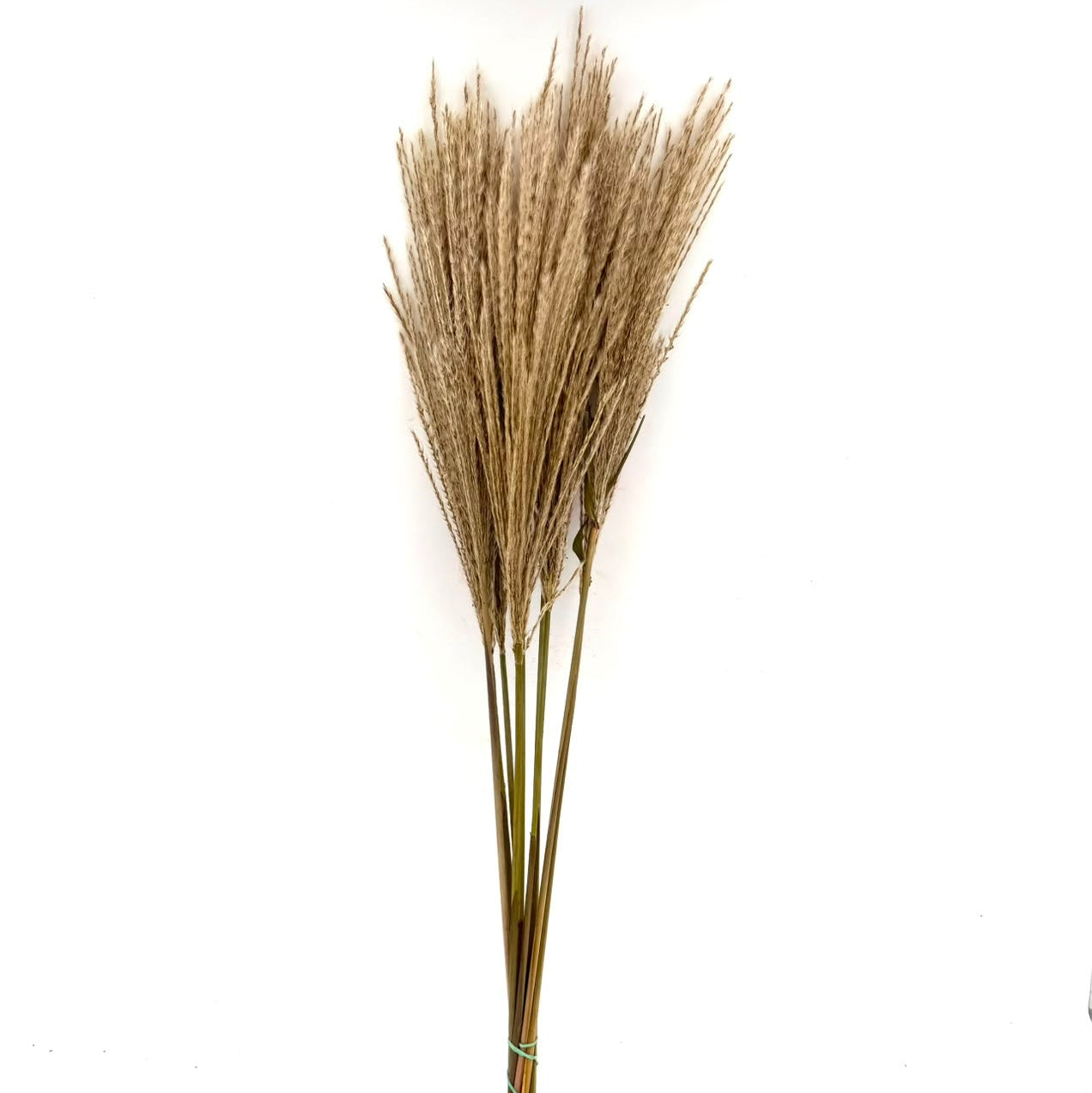 Miscanthus 70cm (x10s)