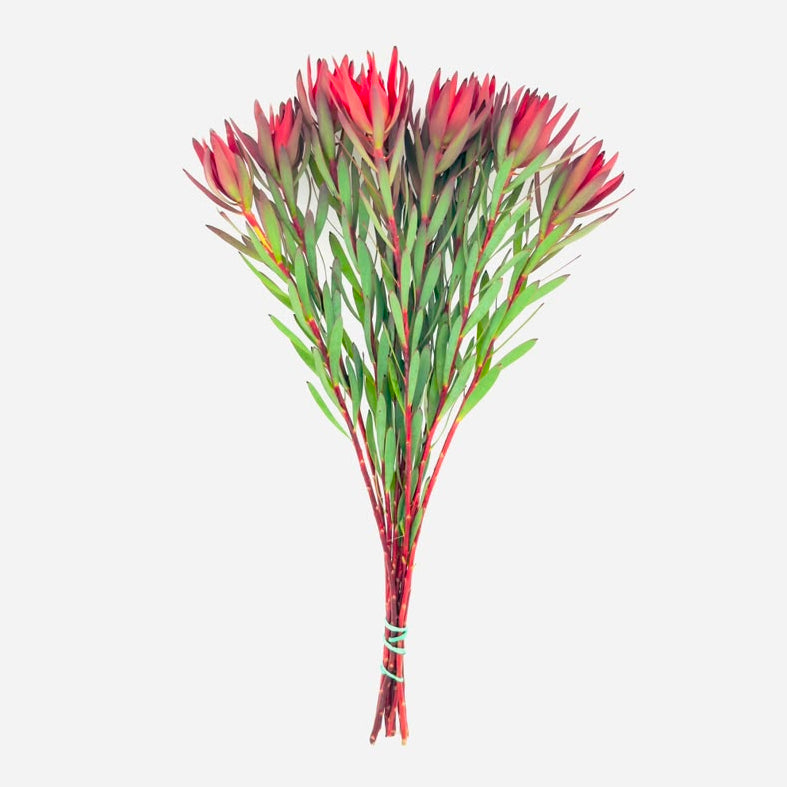 Blush Single 40cm (x10s)