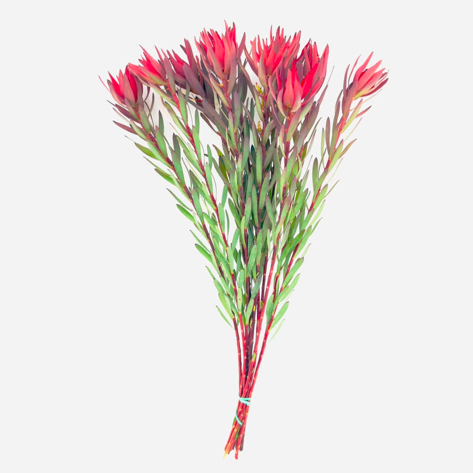 Blush Single 50cm (x10s)