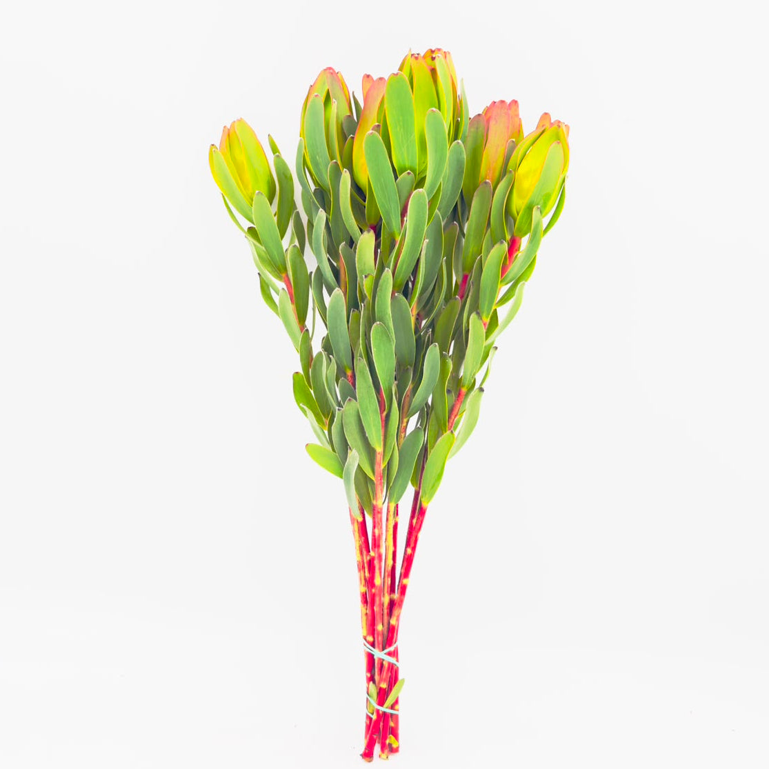 Laurel 60cm (x10s)