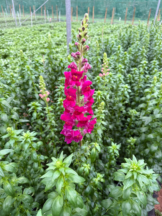 Antirrhinum Magenta (x10s)