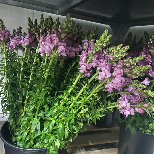 Antirrhinum Violet (x10s)
