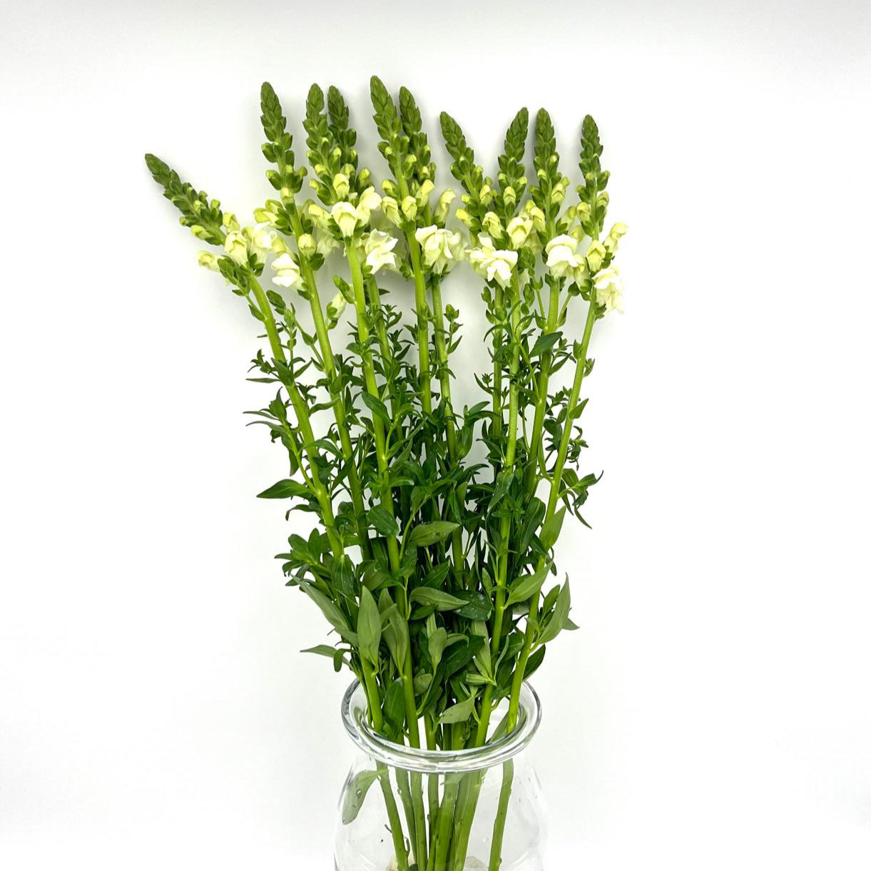 Antirrhinum White (x10s)