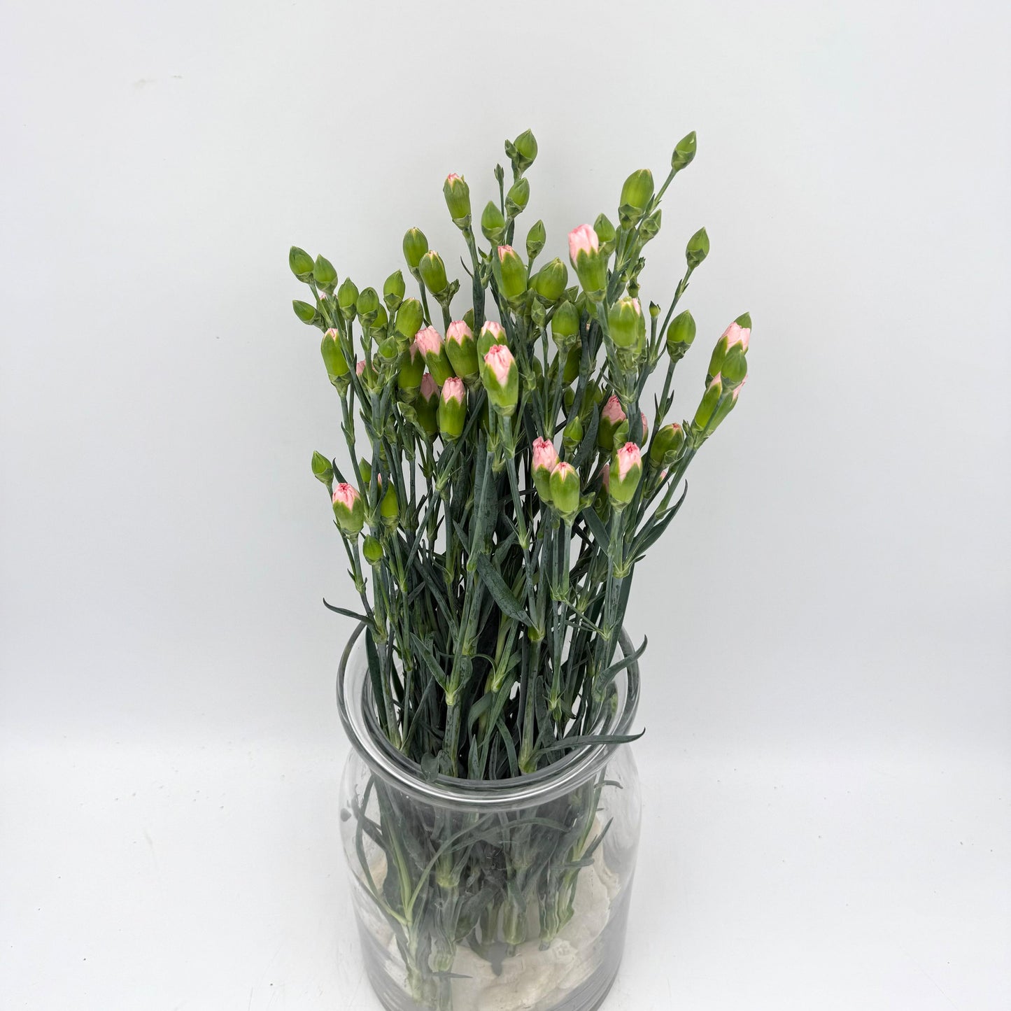 Dianthus caryophyllus Light Pink (x10s)