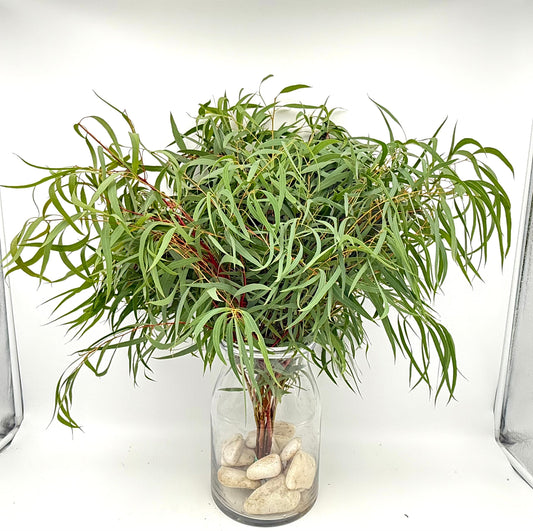 Eucalyptus Nicoli (x10s)