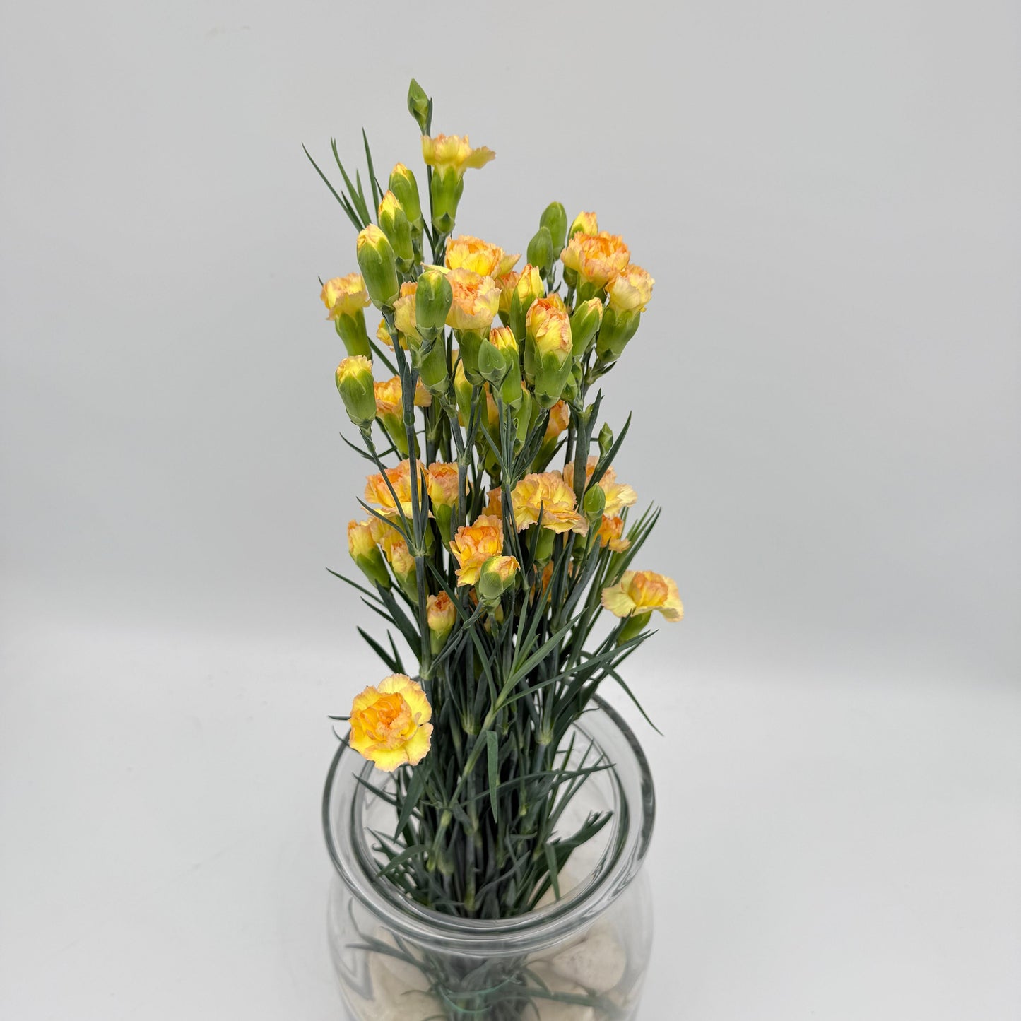 Dianthus caryophyllus Yellow-Orange (x10s)