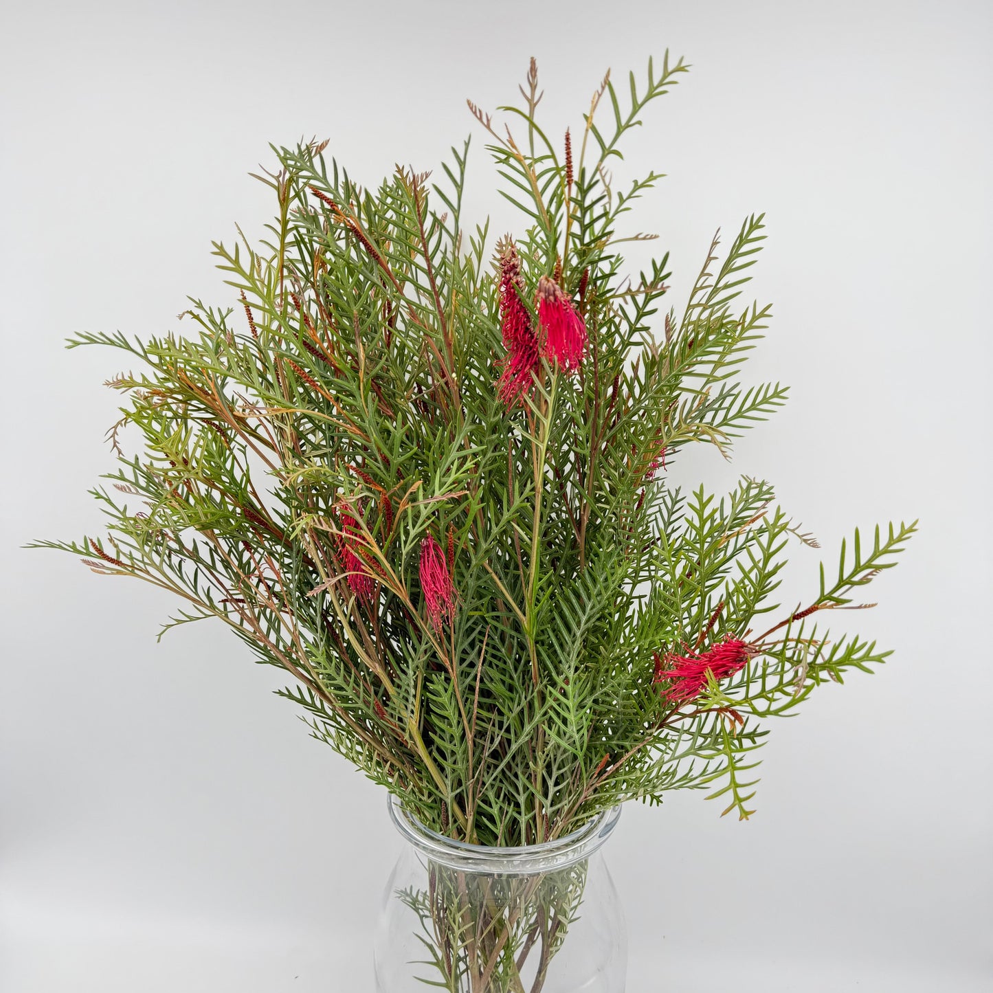 Grevilia with Flower (x5s)