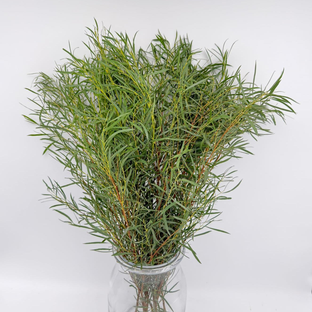 EUCALYPTUS LINEARIS 70cm (x10s)