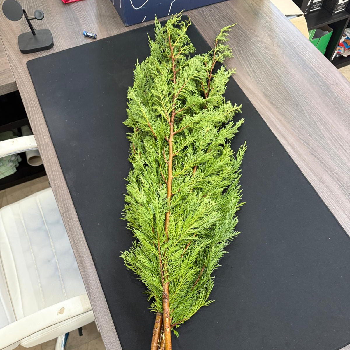 Conifer 100cm (x5s)