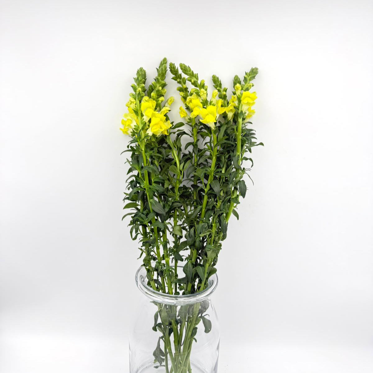 Antirrhinum Yellow (x10s)