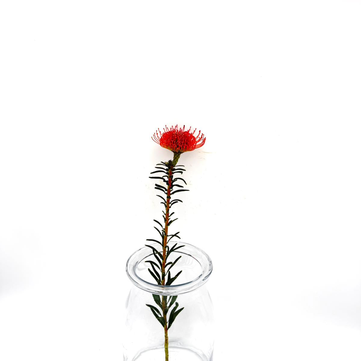 Succession (Euca) 40cm (x1s)