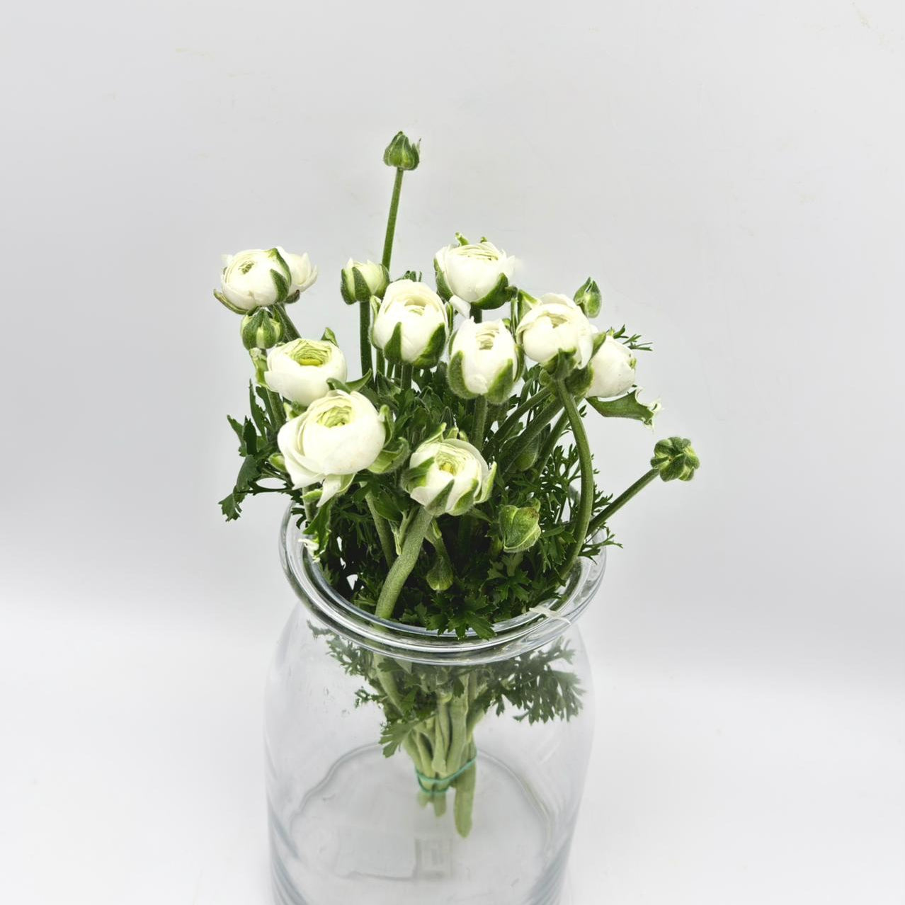 Ranunculus White (x10s)