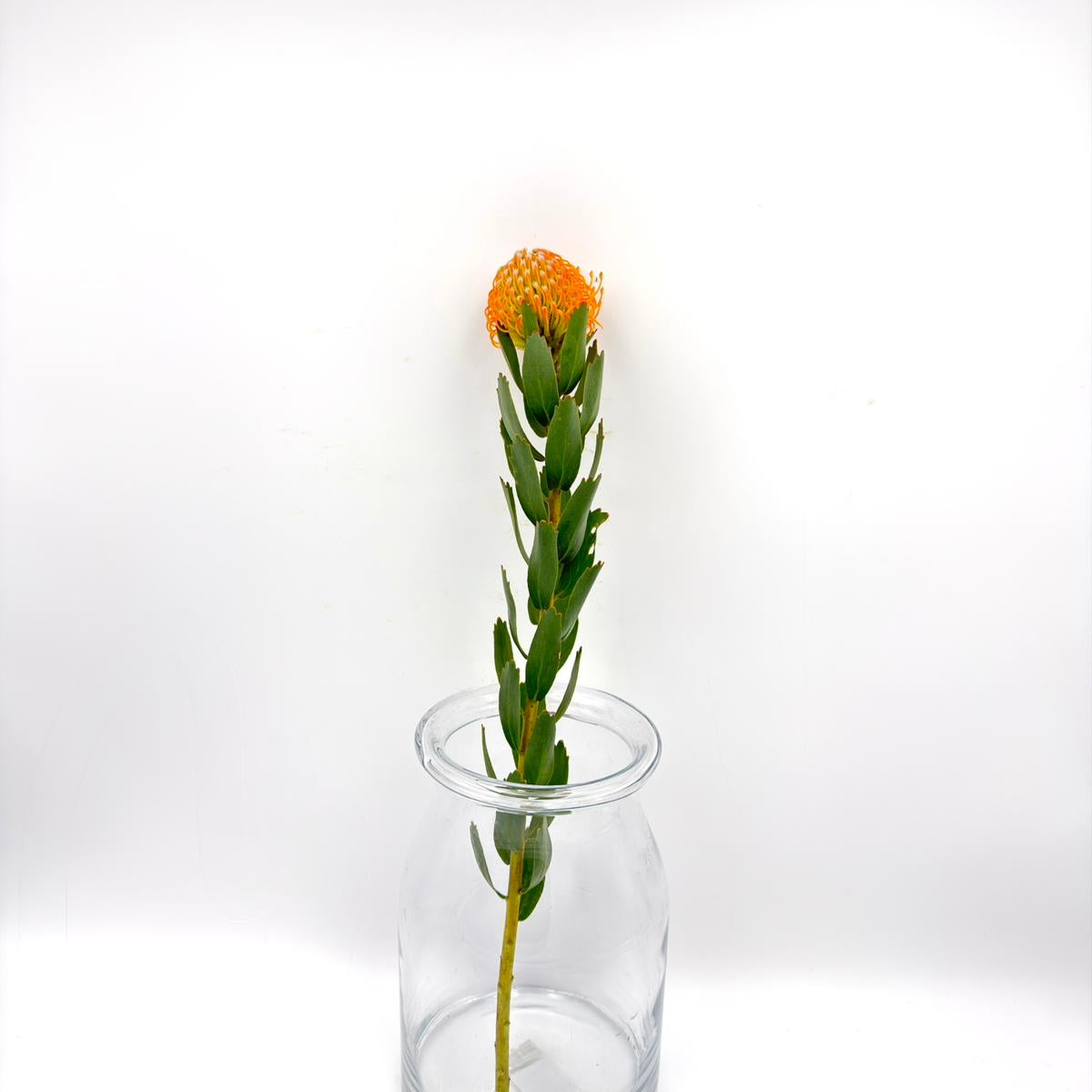 Soleil 60cm (x1s)