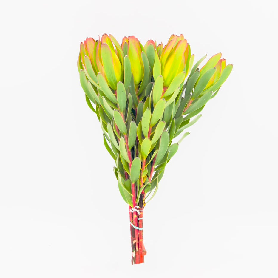 Laurel 50cm (x10s)