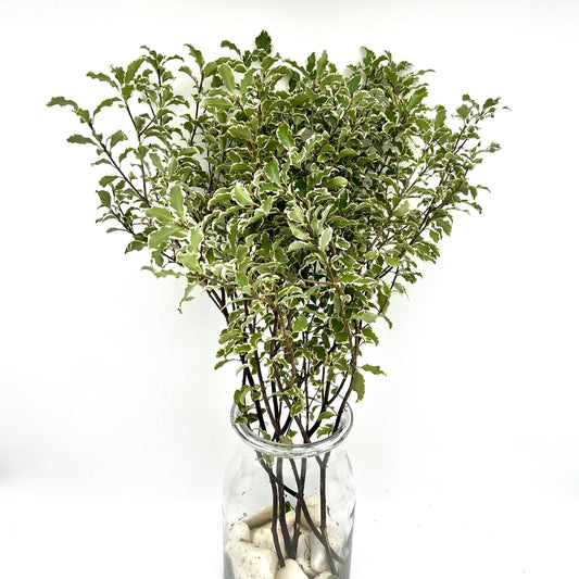 Pittosporum Nigra (x5s)