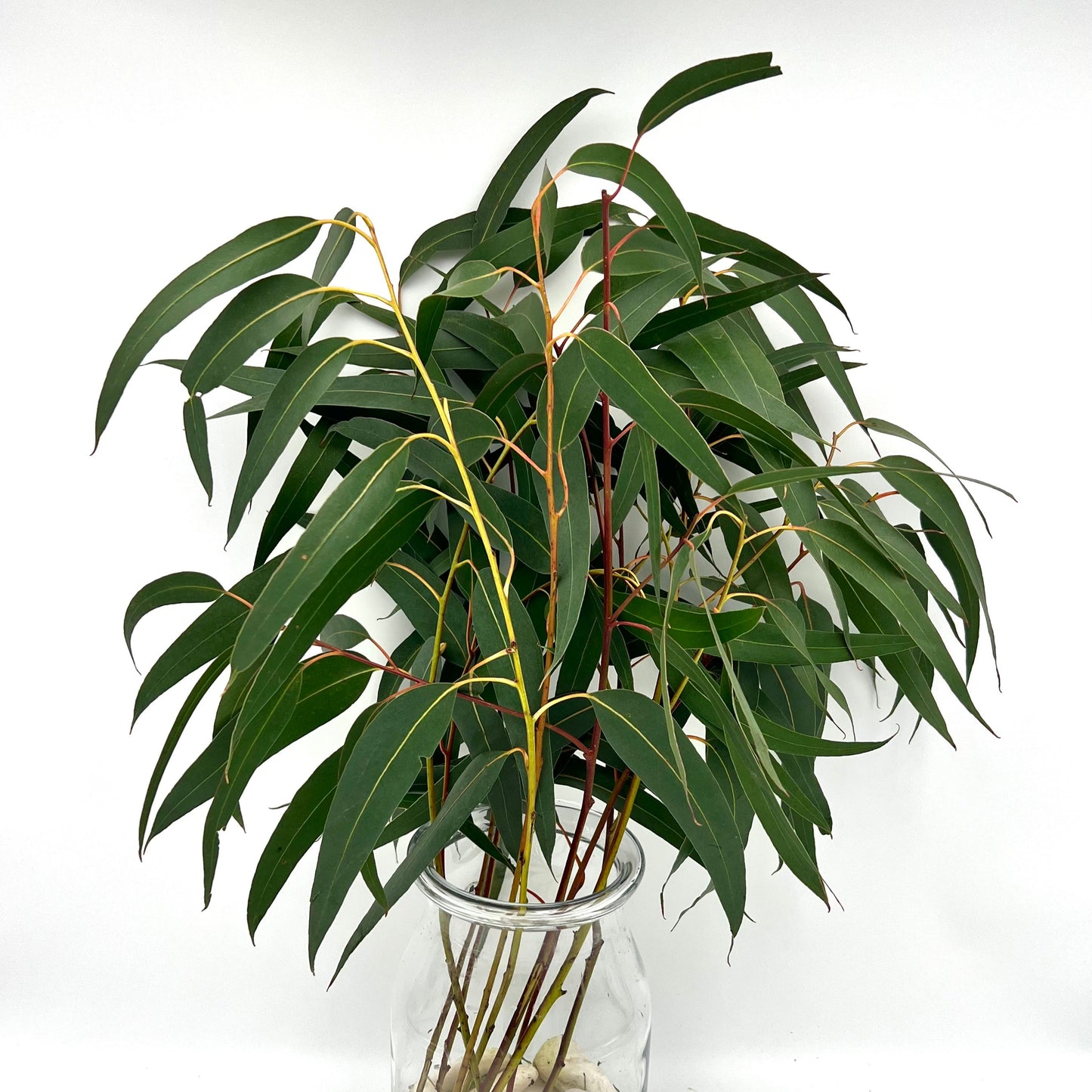 Eucalyptus Victoria (x10s)